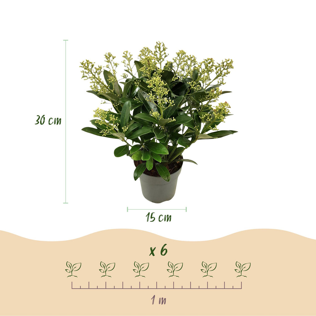 Green boutiQ - Plante de Terrasse - Skimmia japonica Finchy - Fleur Blanche - 15+ Fleurs - 3 Plantes - Rustique - Pot 15cm Hauteur 30cm