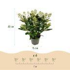 Green boutiQ - Plante de Terrasse - Skimmia japonica Finchy - Fleur Blanche - 15+ Fleurs - 3 Plantes - Rustique - Pot 15cm Hauteur 30cm