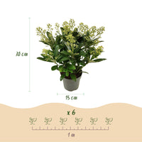 Green boutiQ - Terrasplant - Skimmia japonica Finchy - Bloem Wit - 15+ Bloemen - 3 Planten - Winterhard - Pot 15cm Hoogte 30cm