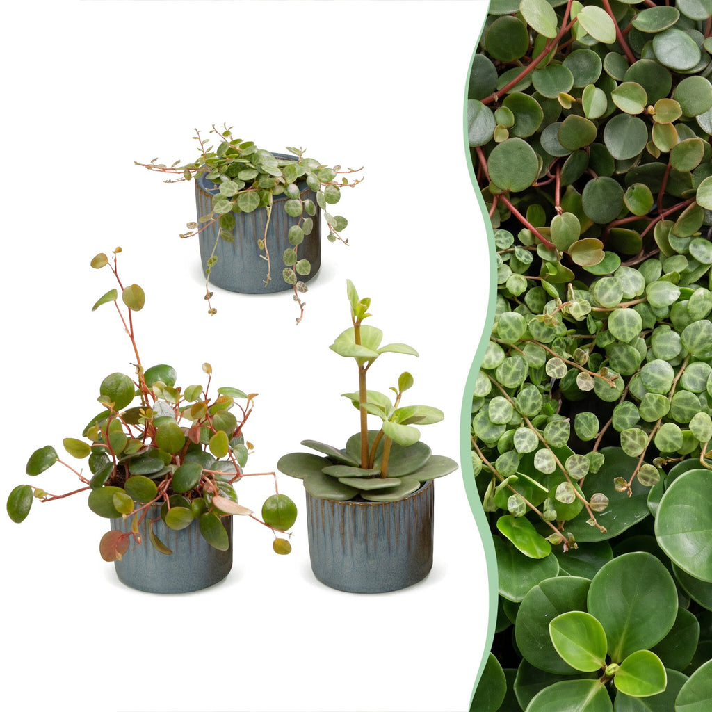 3x Baby Peperomia Mix - Green - Red - Tropical - incl. Linnea Misty Blue - Ø6cm - ↕5-15cm
