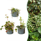 3x Baby Peperomia Mix - Green - Red - Tropical - incl. Linnea Misty Blue - Ø6cm - ↕5-15cm
