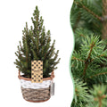 4x Picea glauca Conica - Dwarf Alberta Spruce - Green - Christmas tree - incl. basket - Ø17cm - ↕65cm