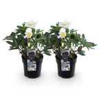 Green boutiQ - Plante de jardin - Rose de Noël - Hellébore Christmas Carol - Fleur Blanche - 2 Plantes - Persistantes - Pot 10,5cm Hauteur 25cm