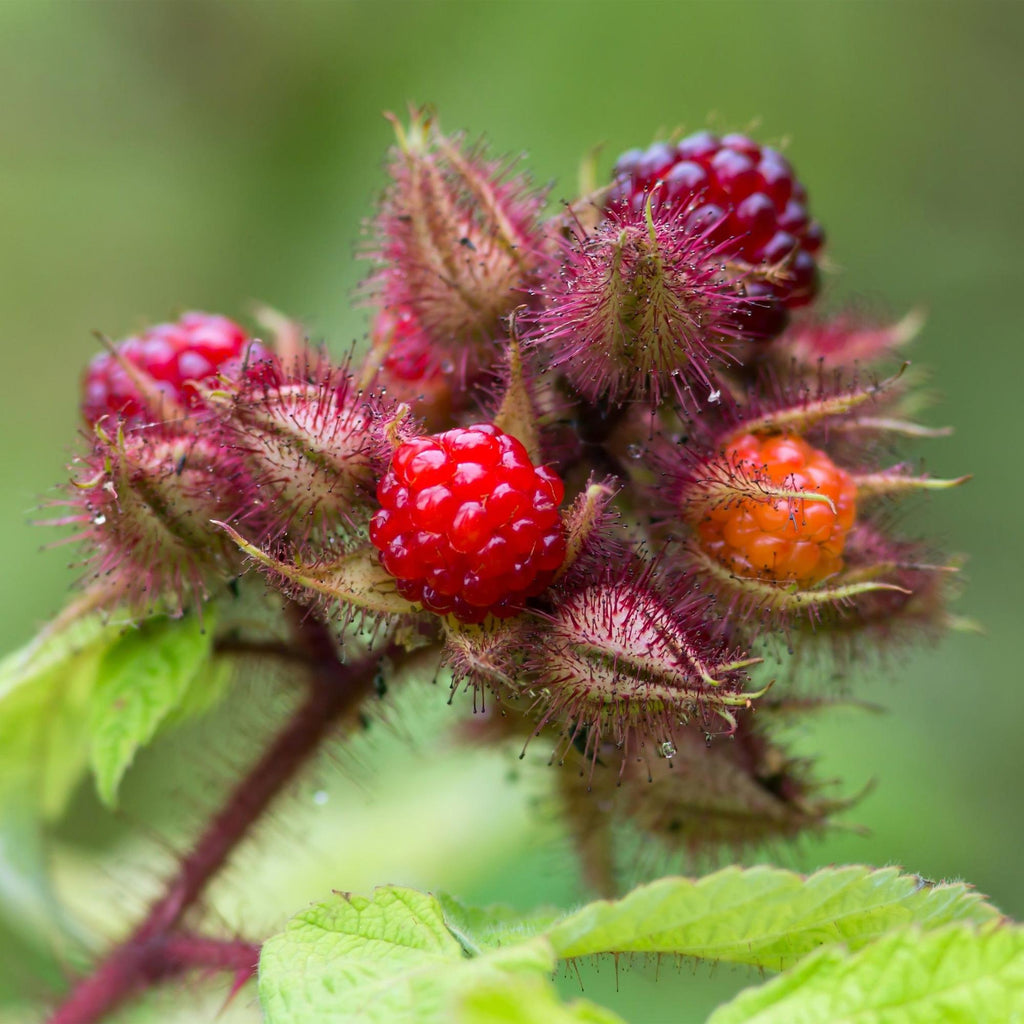 Green boutiQ - Plante fruitière - Rubus phoenicolasius - Framboisier du Japon - Rustique - Framboise rouge vif - 2 plantes - Pot 15cm - Hauteur 50cm