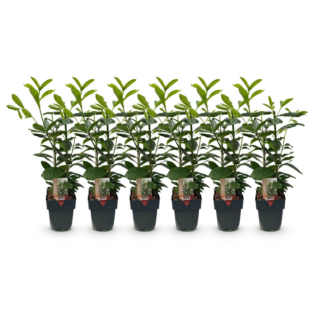 Green boutiQ - Haies - Prunus laurocerasus Novita - feuillage vert - 6 plantes - 1 mètre linéaire - persistant - pot 17 cm hauteur 50 cm