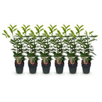 Green boutiQ - Haies - Prunus laurocerasus Novita - feuillage vert - 6 plantes - 1 mètre linéaire - persistant - pot 17 cm hauteur 50 cm