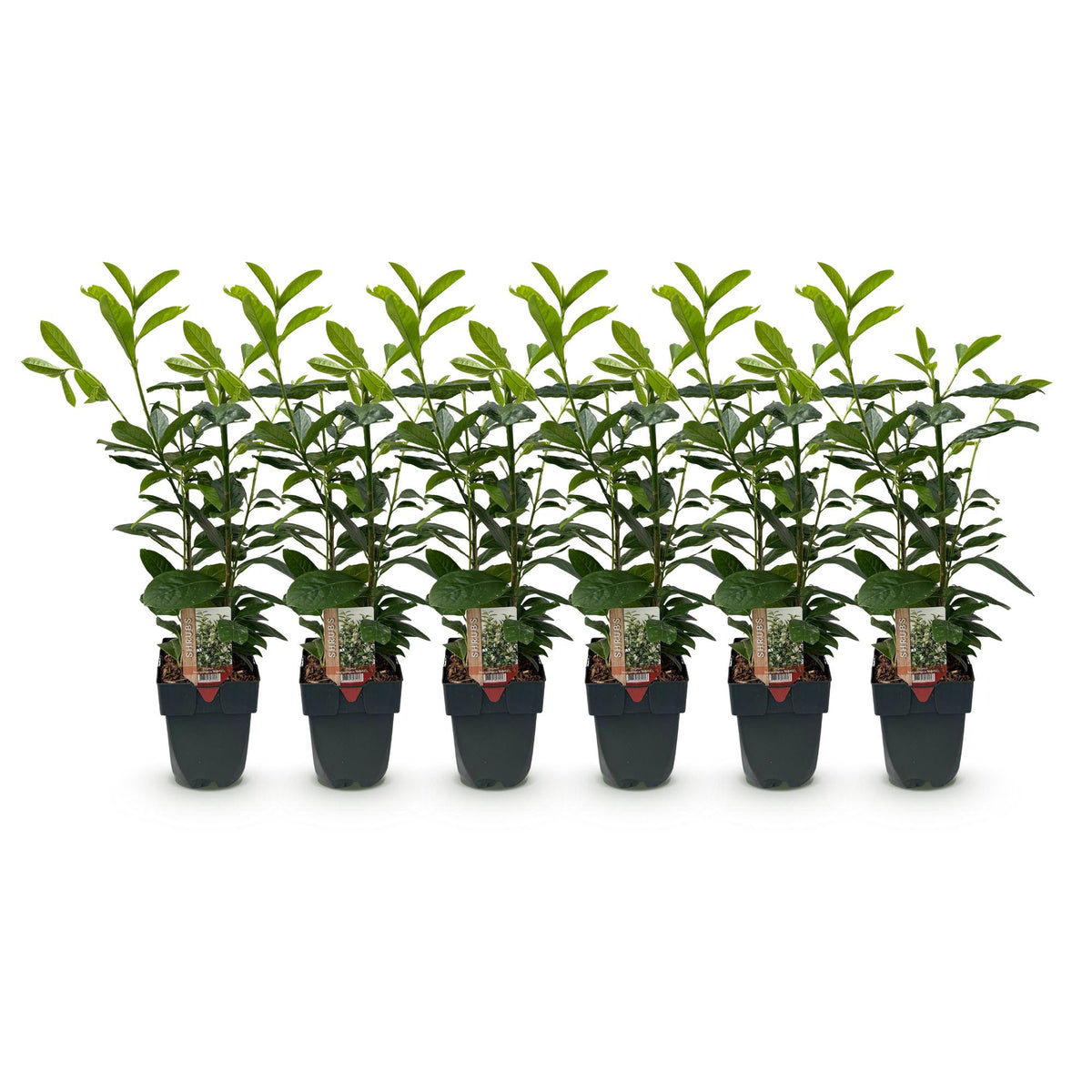 Green boutiQ - Haies - Prunus laurocerasus Novita - feuillage vert - 6 plantes - 1 mètre linéaire - persistant - pot 17 cm hauteur 50 cm