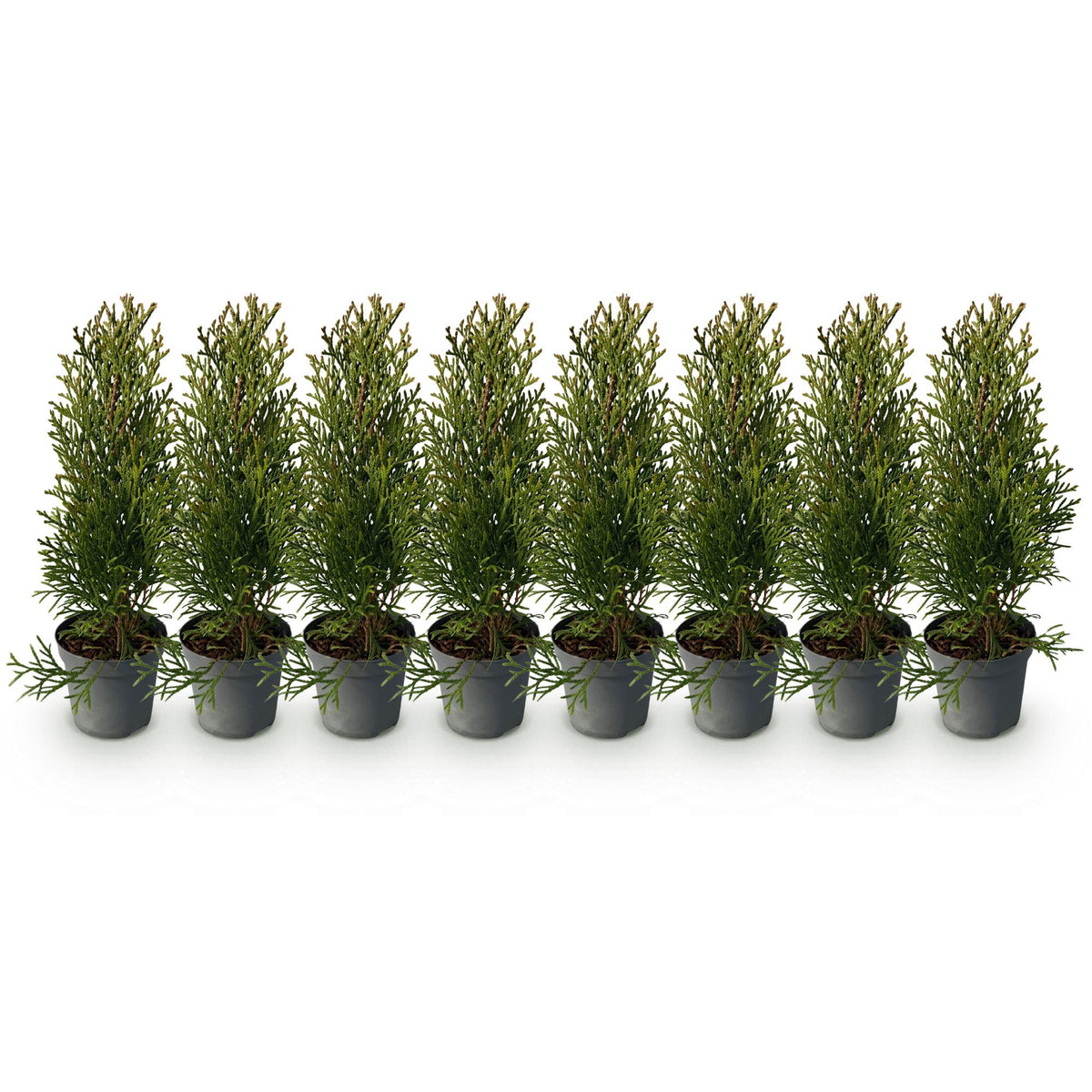 Green boutiQ - Haagplanten - Thuja occidentalis Smaragd - blad groen - 8 planten - 1 strekkende meter - groenblijvend - pot 9cm hoogte 30cm