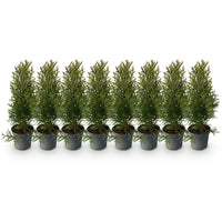 Green boutiQ - Haagplanten - Thuja occidentalis Smaragd - blad groen - 8 planten - 1 strekkende meter - groenblijvend - pot 9cm hoogte 30cm