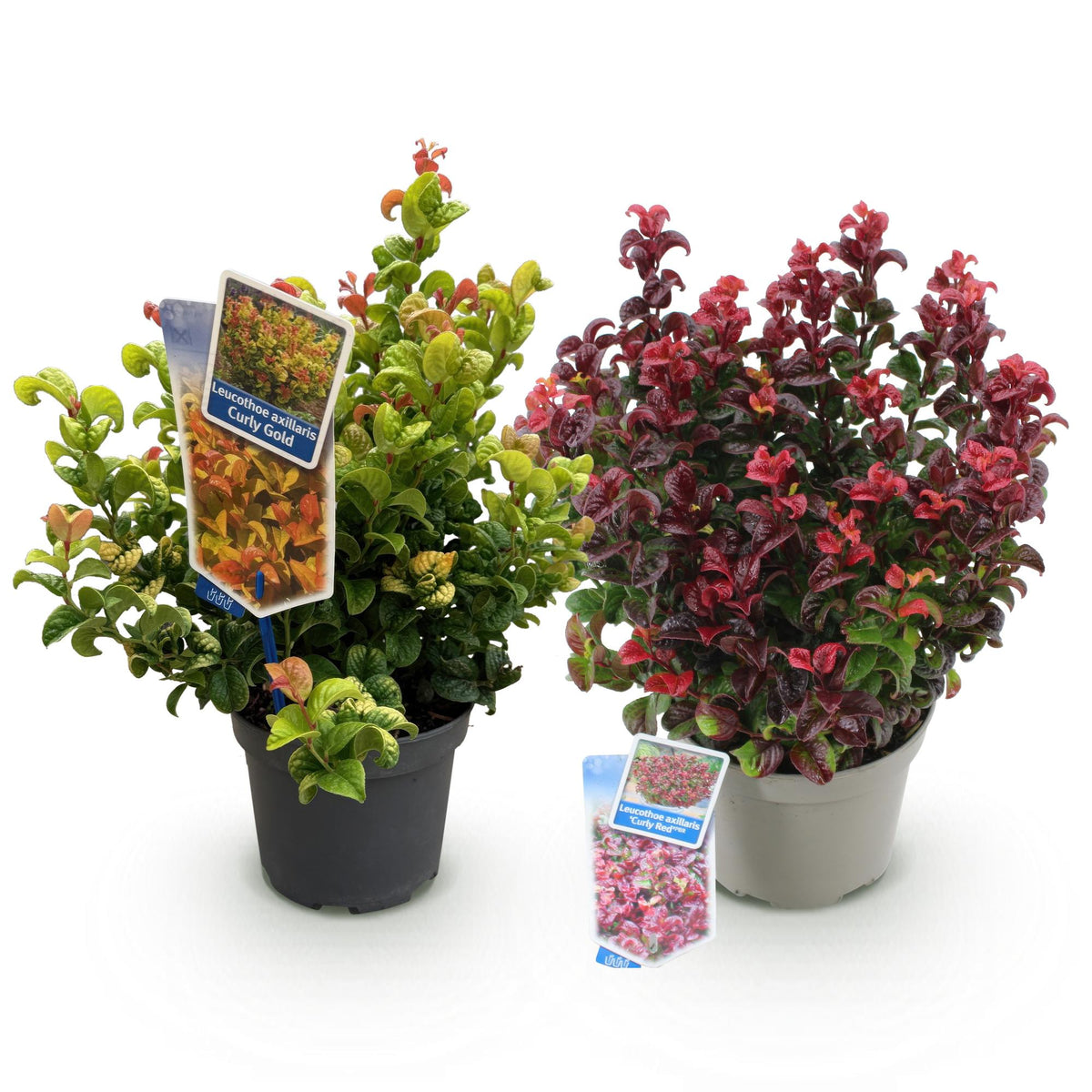 Green boutiQ - Gartenpflanze - Leucothoe Curly Duo - Gelb & Rot - 2 Pflanzen - Immergrün - Pflegeleicht - Topf 17cm Höhe 40cm