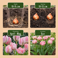 96x Tulipa Double Pink - Dubbele roze tulp - Roze - Voorjaarsbloeier - Bolmaat 11/12