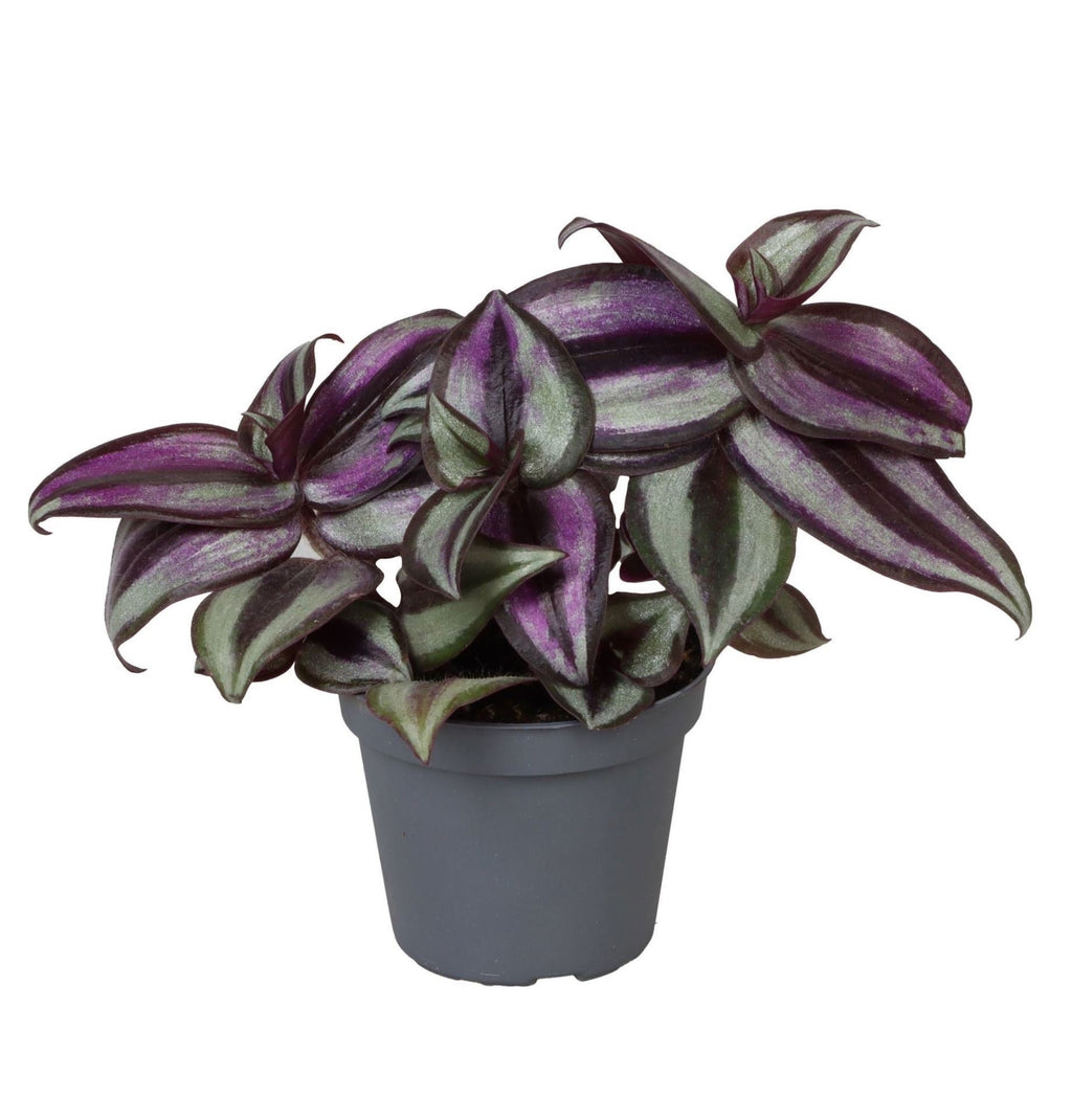 Tradescantia Zebra Pink Joy - Pink Inch Plant - Purple - Pink - Tropical - Ø6cm - ↕5cm