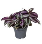 Tradescantia Zebra Pink Joy - Pink Inch Plant - Purple - Pink - Tropical - Ø6cm - ↕5cm