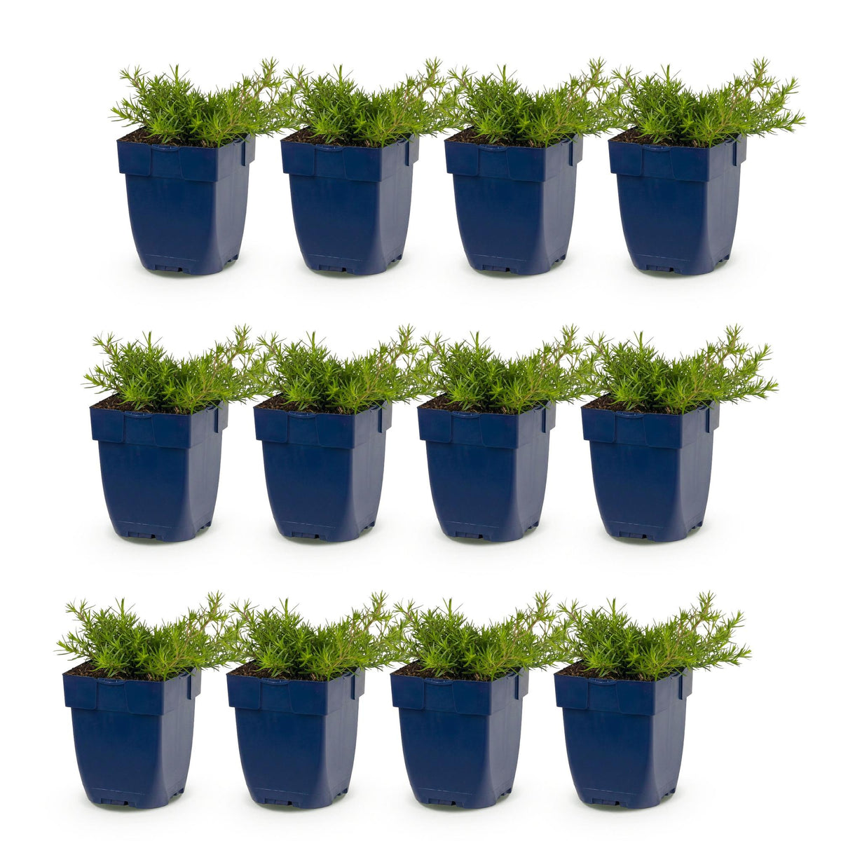 Green boutiQ - Stauden - Phlox MacDaniel's Cushion - Flammenblume - Bodendeckend - Dunkelrosa - 12 Pflanzen - Topf 11 cm - Höhe 15-25 cm