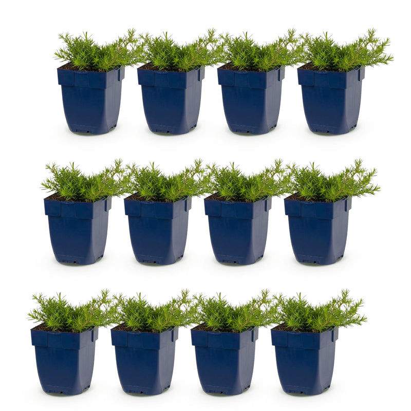 Green boutiQ - Vasteplant - Phlox MacDaniel's Cushion - Vlambloem - Bodembedekkend - Donker Roze - 12 Planten - Pot 11cm - Hoogte 15-25cm