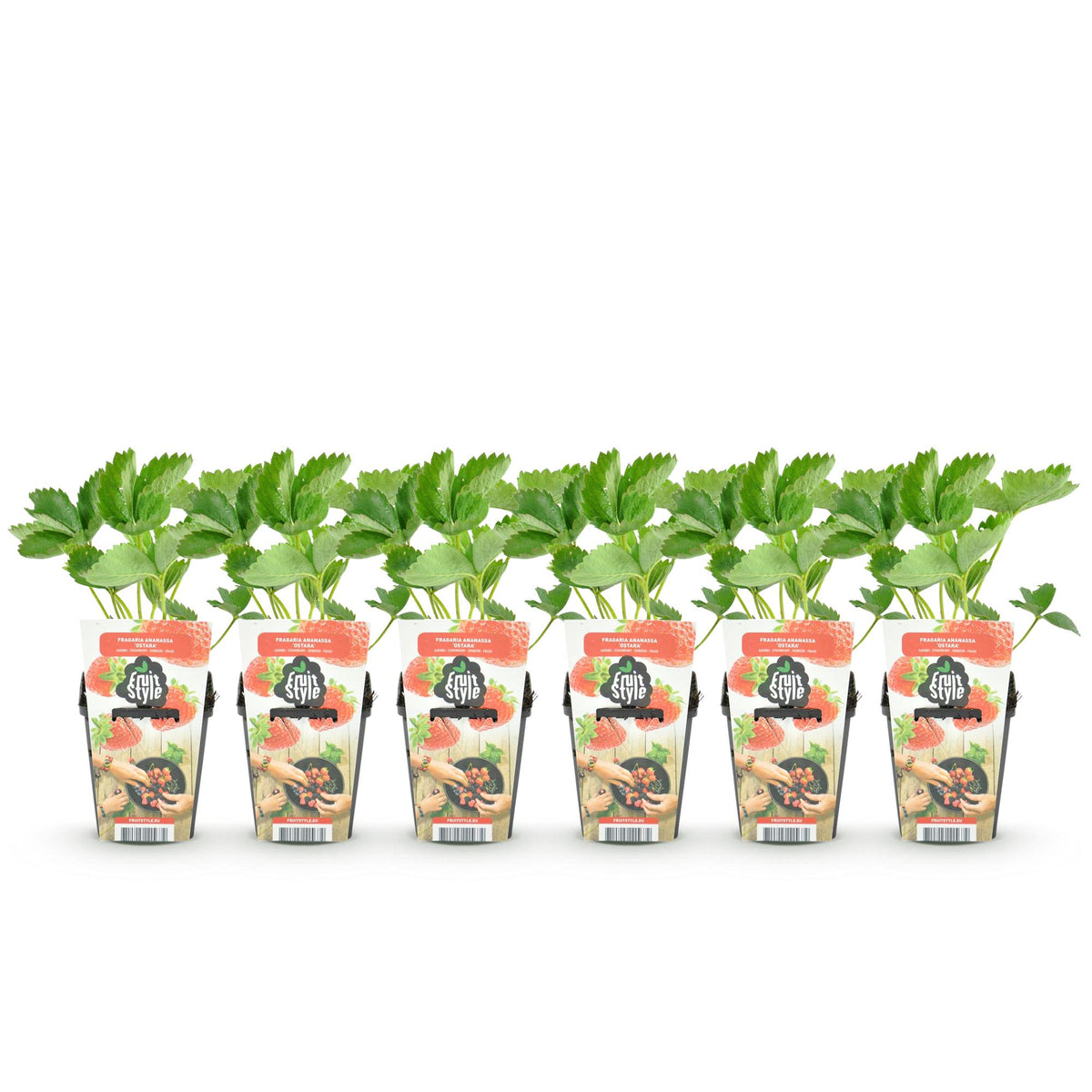 Green boutiQ - Plants fruitiers - Fraisier - Fragaria Maxim - Rustique - 6 plantes - Pot 9 cm - Fraise rouge