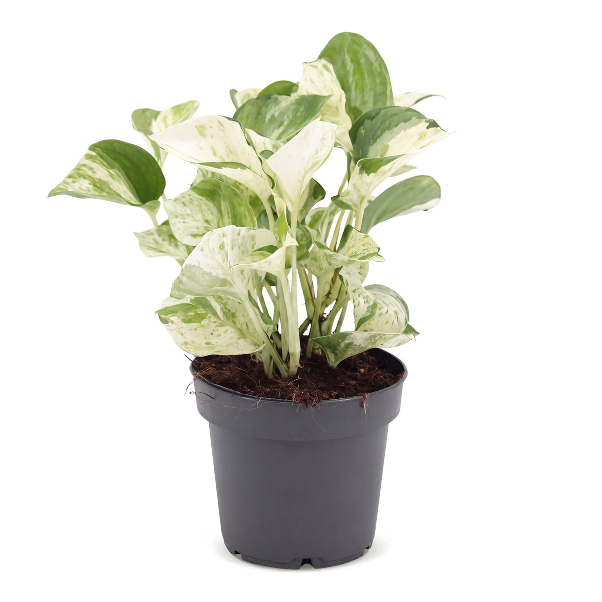 Epipremnum Manjula - Manjula Pothos - Green - White - Tropical - Ø12cm - ↕25cm