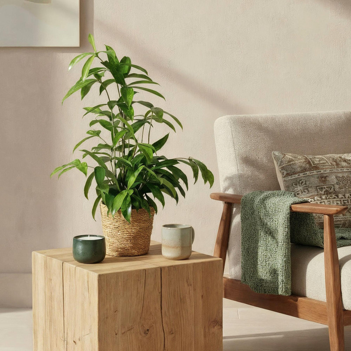 Green BoutiQ - Green is... Plantes d'intérieur - Dracaena surculosa - Dragonnier - Peu d'entretien - Vert - 1 Plante - Pot 17cm - Hauteur 60-70cm