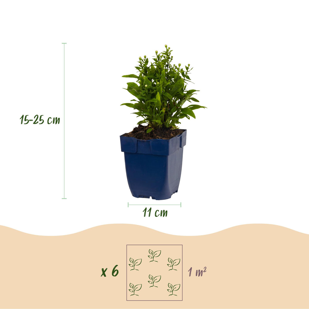 Green boutiQ - Vasteplant - Aster Tricolour - Zee Aster - Bijen en Vlinderlokkers - Paars - Roze - Wit - 6 Planten - Pot 11cm - Hoogte 15-25cm