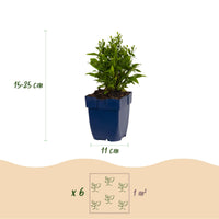 Green boutiQ - Vasteplant - Aster Tricolour - Zee Aster - Bijen en Vlinderlokkers - Paars - Roze - Wit - 6 Planten - Pot 11cm - Hoogte 15-25cm