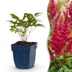 Green boutiQ - Stauden - Astilbe (A) Fanal - Prachtspiere - Schatten - Rot - 6 Pflanzen - Topf 11cm - Höhe 15-25cm