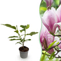 Green boutiQ - Plante de jardin - Magnolia George Henry Kern - Fleur rose - 1 plante - Caduc - Peu d'entretien - Pot 12 cm Hauteur 30 cm