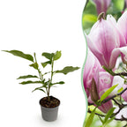 Green boutiQ - Plante de jardin - Magnolia George Henry Kern - Fleur rose - 1 plante - Caduc - Peu d'entretien - Pot 12 cm Hauteur 30 cm