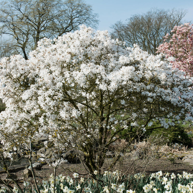 Green boutiQ - Heesters -  Magnolia Stellata  - Bloem Wit  - 1 Plant - Bladverliezend - Weinig Onderhoud - Pot 17cm Hoogte 45cm