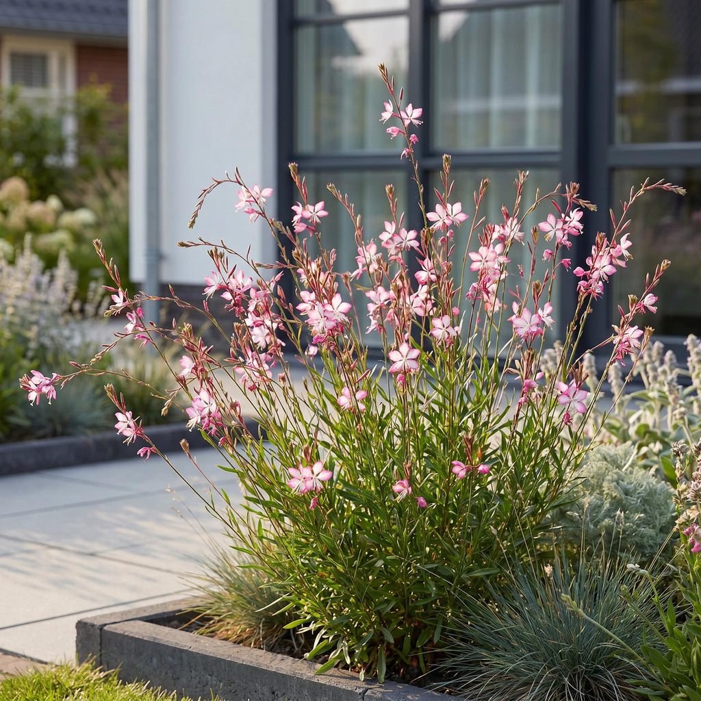 Green boutiQ - Stauden - Gaura lindh. Rosyjane - Prachtkerze - Bienen- und Schmetterlingsmagnet - Rosa - 12 Pflanzen - Topf 11cm - Höhe 15-25cm