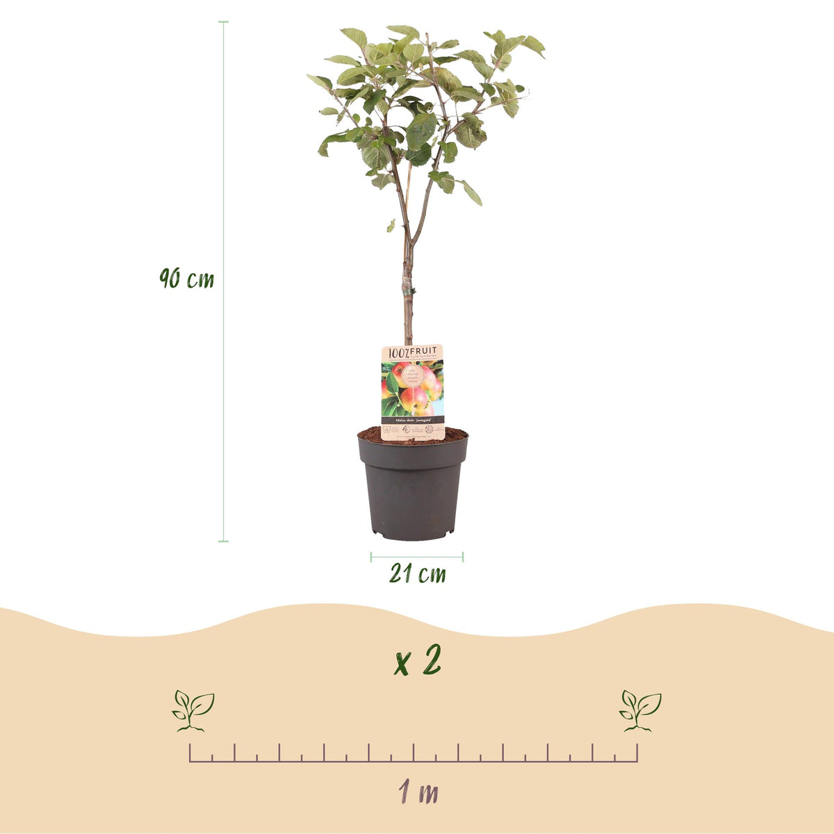 Green boutiQ - Fruitboom - Malus domestica Jonagold - Appelboom - Winterhard - Geel-Groene Appel - 1 Plant - Pot 21cm - Hoogte 90cm