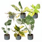 6x Baby Tropical Mix - Various colours - Tropical - incl. Linnea Misty Blue - Ø6cm - ↕10-15cm