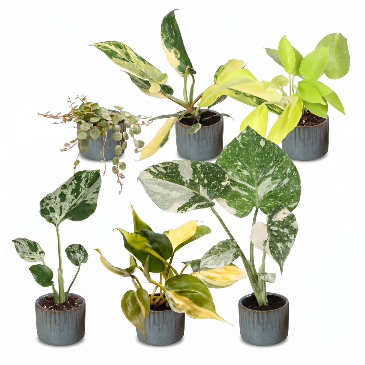 6x Baby Tropical Mix - Various colours - Tropical - incl. Linnea Misty Blue - Ø6cm - ↕10-15cm