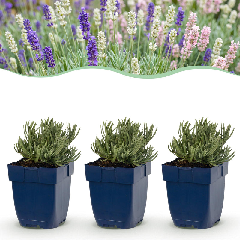Green boutiQ - Vasteplant - Lavandula Tricolour - Lavendel - Geurend - Blauw - Roze - Wit - 6 Planten - Pot 11cm - Hoogte 15-25cm