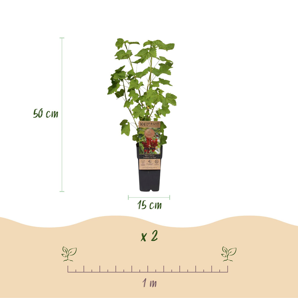Green boutiQ - Plante fruitière - Ribes - Rubus - Mélange de Vaccinium - Arc-en-ciel - Rustique - Groseille rouge - Mûre noire - Framboise jaune - Myrtille - 4 plantes - Pot 15cm - Hauteur 50cm