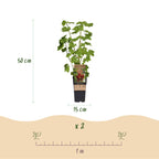 Green boutiQ - Plante fruitière - Ribes - Rubus - Mélange de Vaccinium - Arc-en-ciel - Rustique - Groseille rouge - Mûre noire - Framboise jaune - Myrtille - 4 plantes - Pot 15cm - Hauteur 50cm