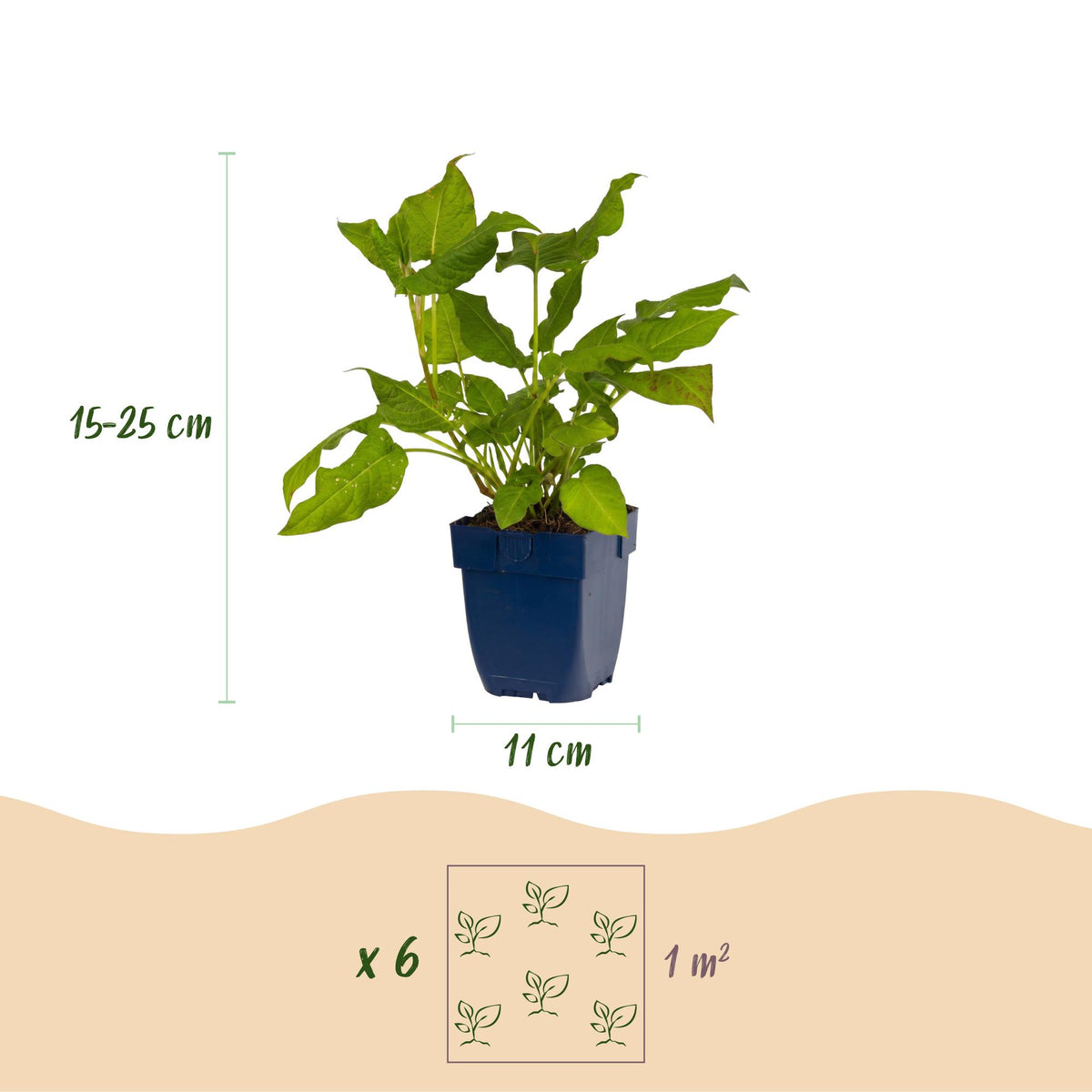 Green boutiQ - Plante vivace - Persicaria amplexicaulis - Renouée - Attire les abeilles et les papillons - Rouge - 6 plantes - Pot 11cm - Hauteur 15-25cm