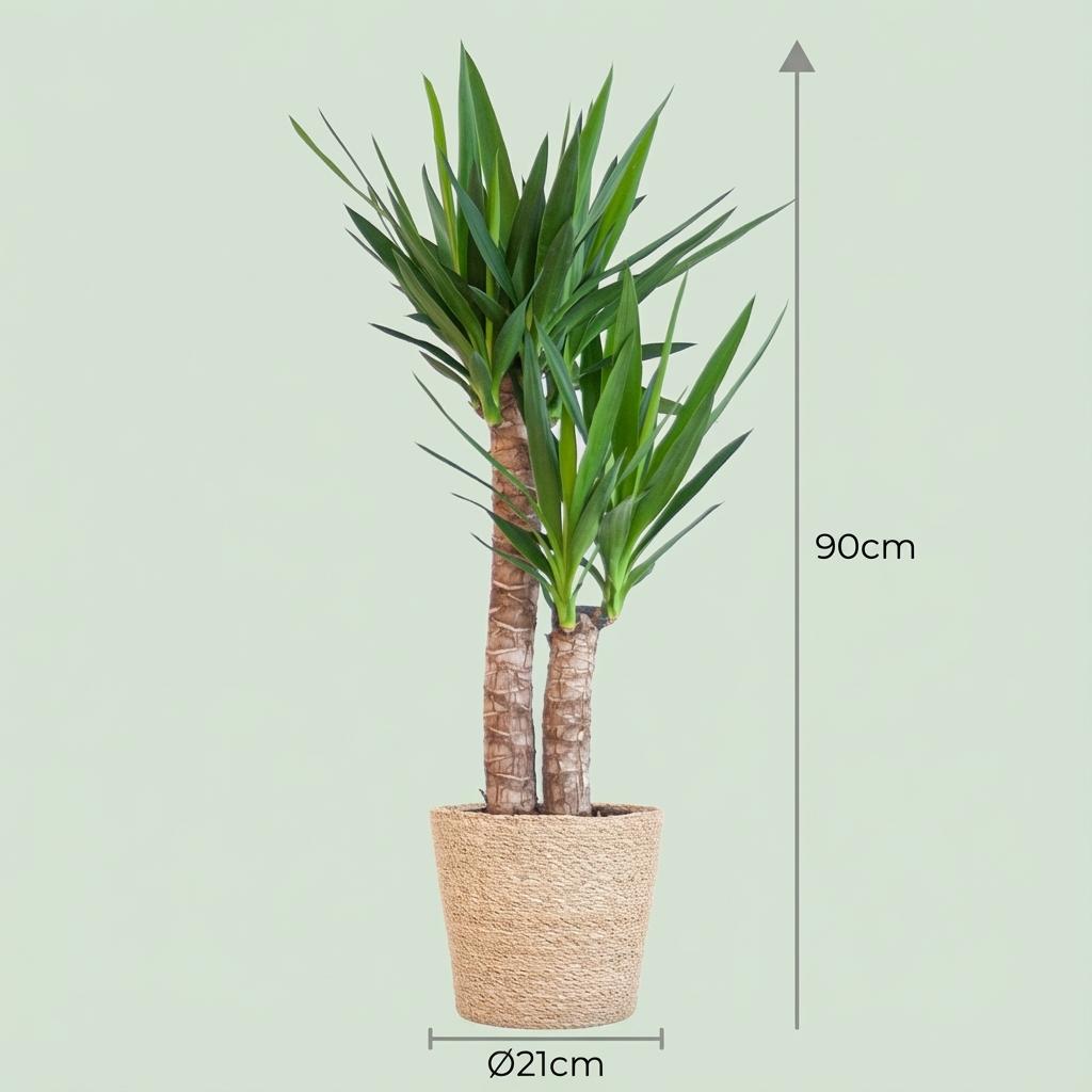 Green boutiQ - Plante d'intérieur - Yucca (Yucca éléphant) - Yucca Elephantipes - Vert - Entretien facile - 1 plante - avec panier - Pot 21cm - Hauteur 80 - 90cm