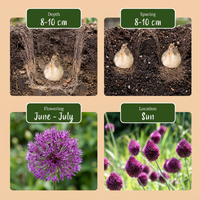 Green boutiQ - Bloembollen - Allium Sphaerocephalon - Kleur Paars - 100 stuks - Bolmaat 5/6 - XXL Pack - foto 4