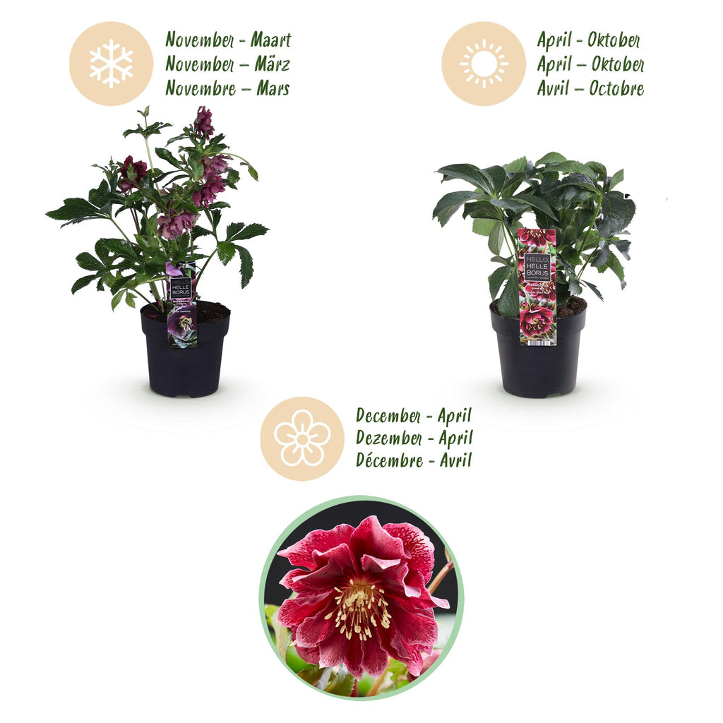 Green boutiQ - Plante de jardin - Rose de Carême - Helleborus orientalis Double Ellen Red - Fleur Rouge - 1 Plante - Persistant - Pot 14cm Hauteur 35cm
