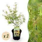 Green boutiQ - Plante de terrasse - Érable du Japon - Acer palmatum Metamorphosa - Vert - 2 plantes - Caduc - Pot 19 cm Hauteur 70 cm