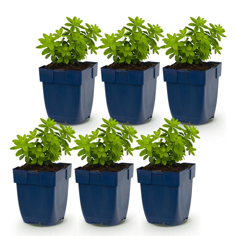 Green boutiQ - Vasteplant - Galium odoratum - Walstro - Bodembedekkend - Wit - 6 Planten - Pot 11cm - Hoogte 15-25cm