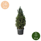 Picea glauca Conica - Dwarf Alberta Spruce - Green - Christmas tree - Ø23cm - ↕80cm