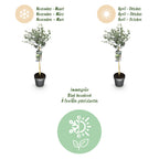 Green boutiQ - Eucalyptus gunnii 'Azura' sur tige - Plante de terrasse - Persistant - Rustique - Feuillage gris - Pot 19 cm, hauteur 90 cm