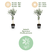Green boutiQ - Plant op Stam- Eucalyptus gunni Azure - Terras Plant - Bladhoudend - Winterhard- Grijs Blad - Pot 19cm Hoogte 90cm
