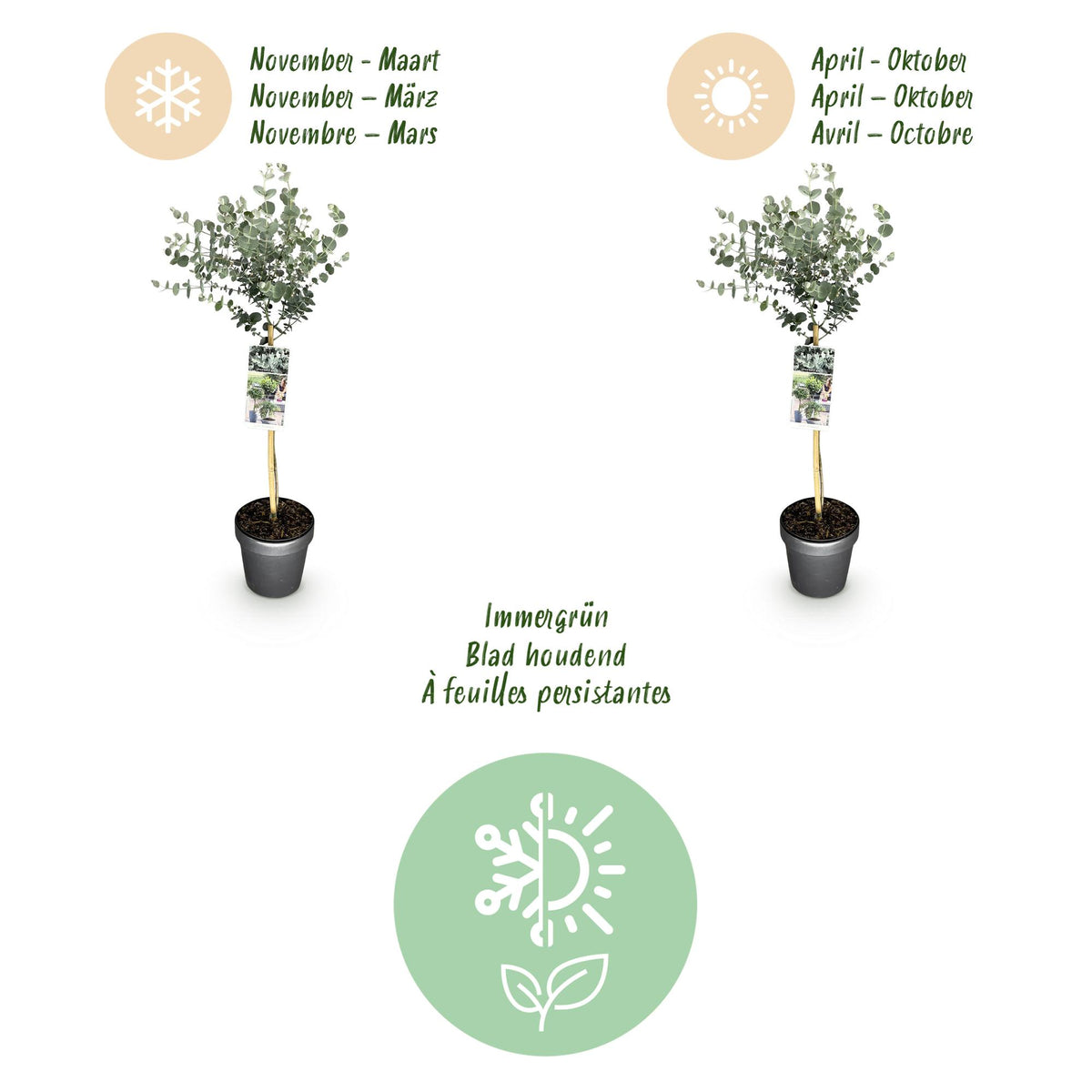 Green boutiQ - Eucalyptus gunnii 'Azura' sur tige - Plante de terrasse - Persistant - Rustique - Feuillage gris - Pot 19 cm, hauteur 90 cm