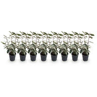 Green boutiQ - Haagplanten - Eleagnus ebbingei Compacta - Blad Grijs - 8 Planten - 1 Strekkende Meter - Groenblijvend - Pot 9cm Hoogte 30-35cm