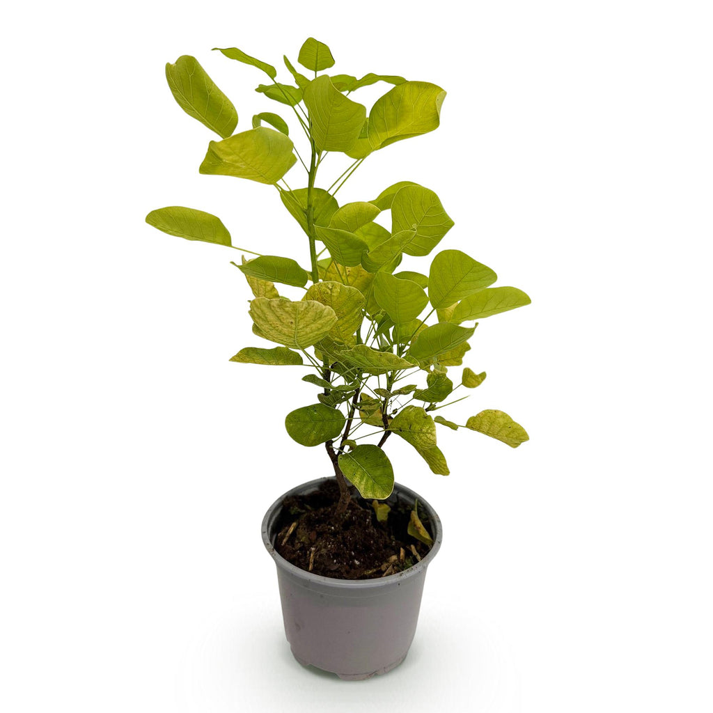Green boutiQ - Gartenpflanze - Cotinus coggygria Golden Spirit - Gelb - 1 Pflanze - Laubabwerfend - Pflegeleicht - Topf 12 cm Höhe 35 cm