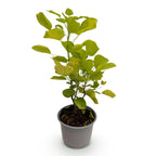 Green boutiQ - Gartenpflanze - Cotinus coggygria Golden Spirit - Gelb - 1 Pflanze - Laubabwerfend - Pflegeleicht - Topf 12 cm Höhe 35 cm