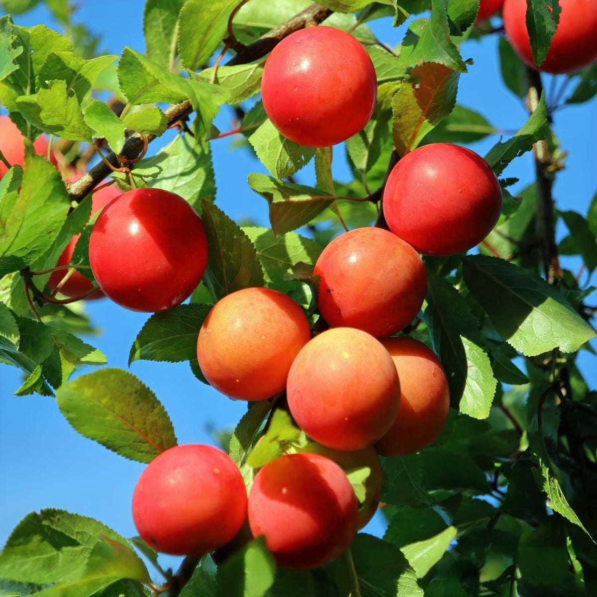 Green boutiQ - Obstbaum - Prunus domestica Victoria - Apfelbaum - Winterhart - Rosa-Orangefarbener Apfel - 1 Pflanze - Topf 21cm - Höhe 90cm
