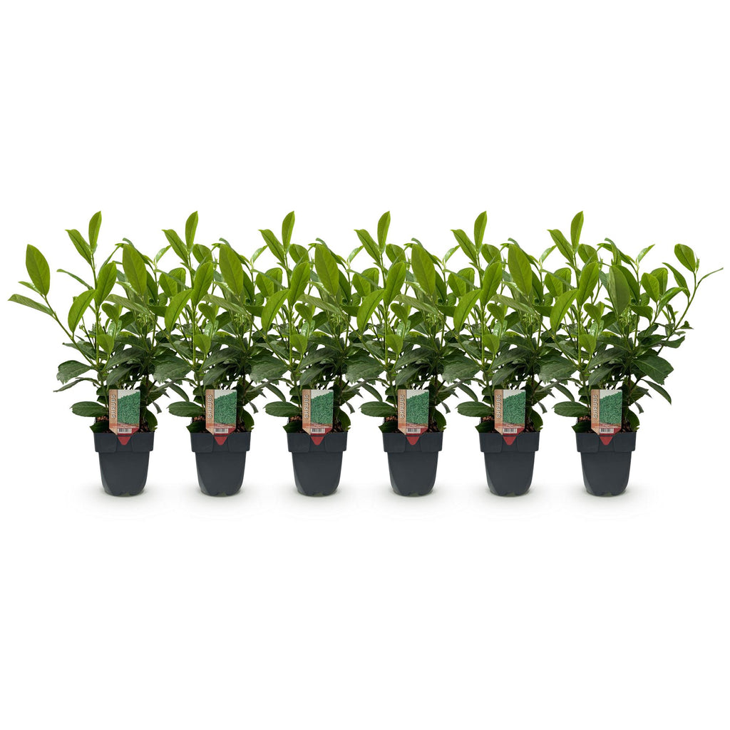 Green boutiQ - Heckenpflanzen - Prunus laurocerasus Rotundifolia - Blatt grün - 6 Pflanzen - 1 laufender Meter - immergrün - Topf 17cm Höhe 50cm
